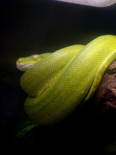 Morelia viridis