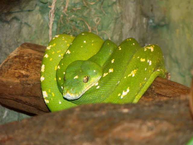 Morelia viridis