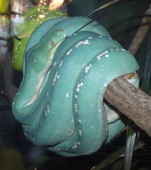 Morelia viridis