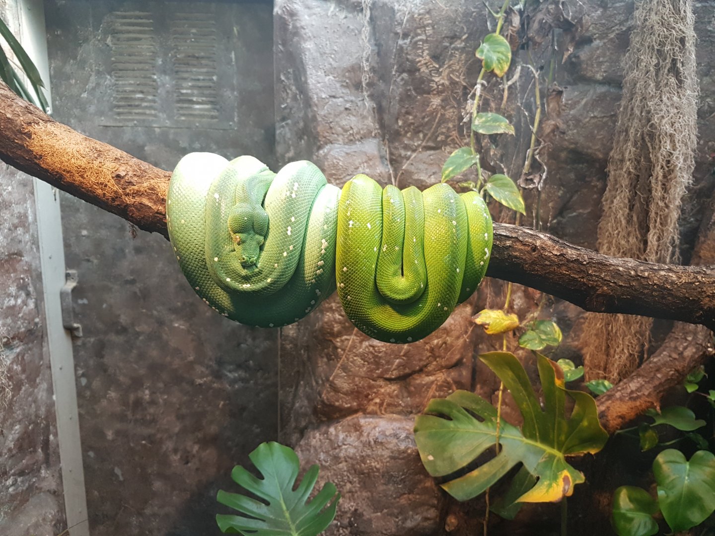 Morelia viridis
