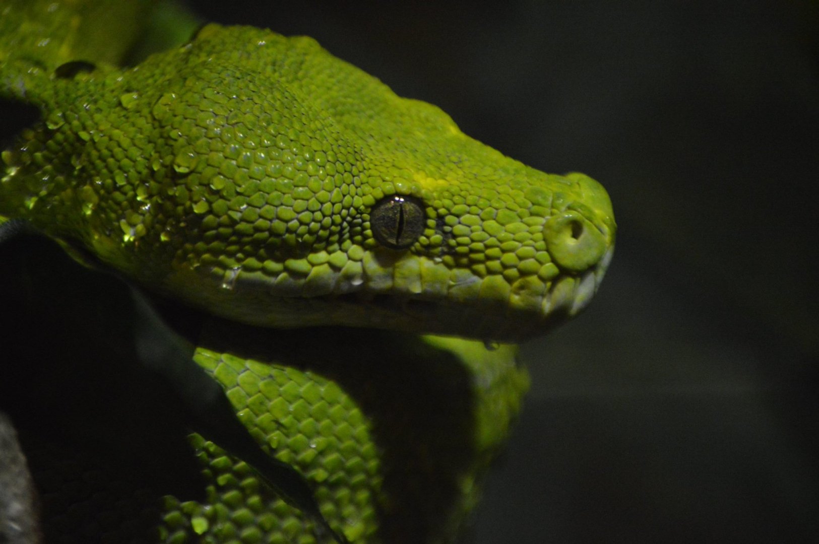 Morelia viridis