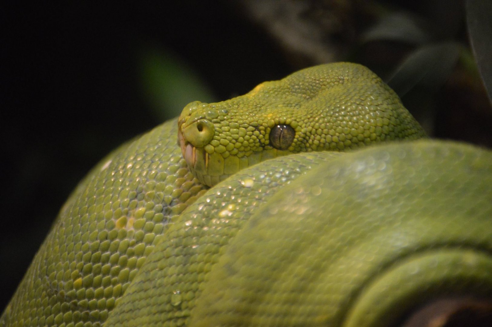 Morelia viridis