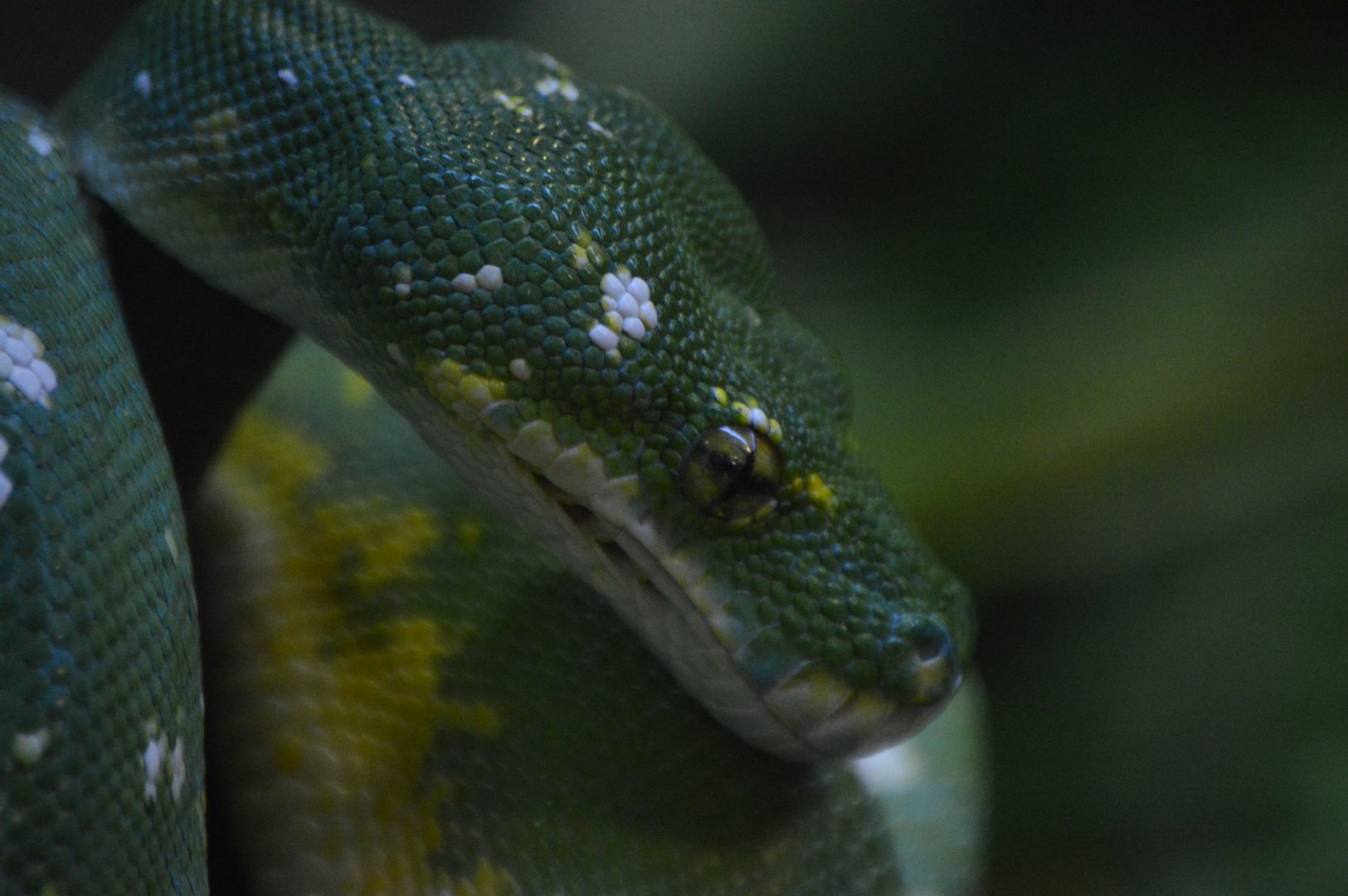 Morelia viridis