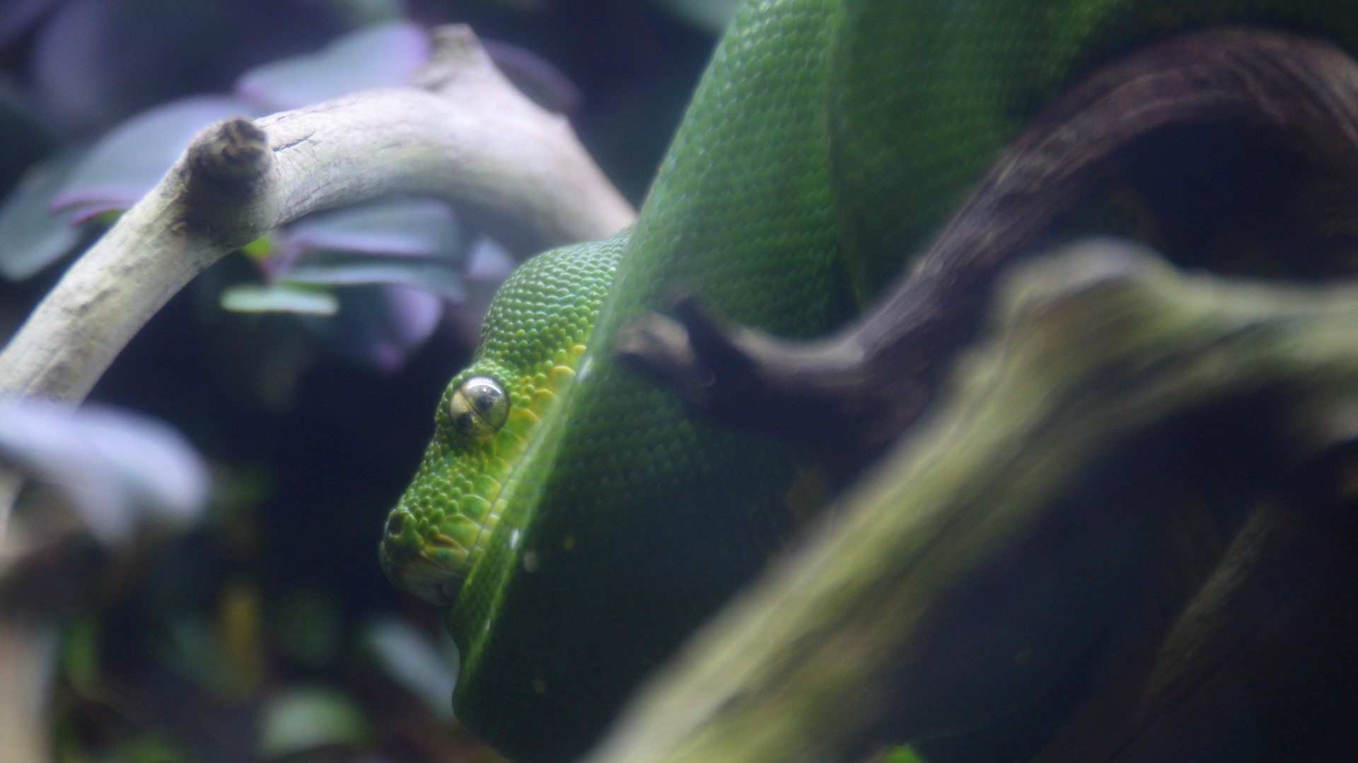 Morelia viridis