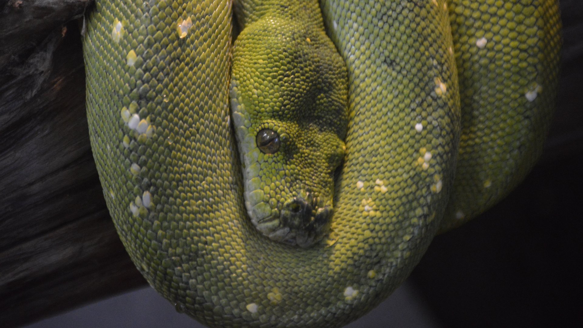 Morelia viridis