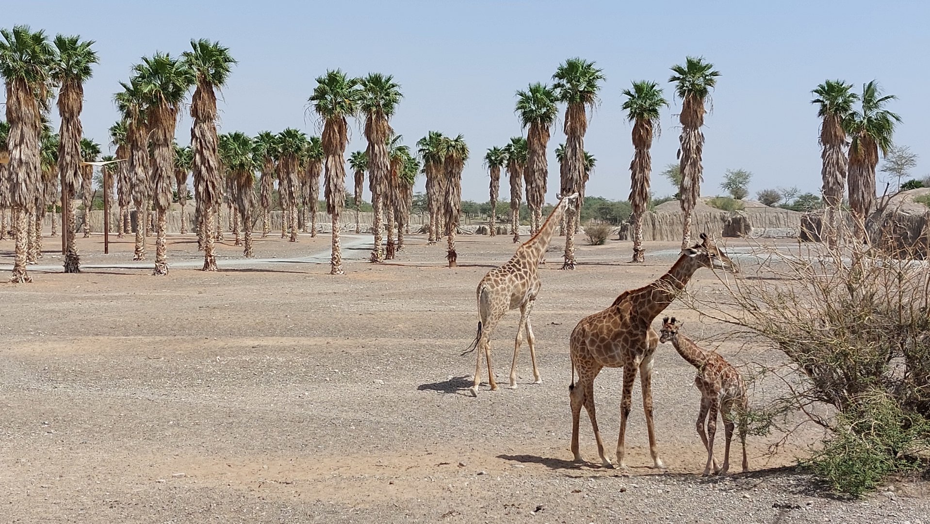 Moremi area (Giraffes)