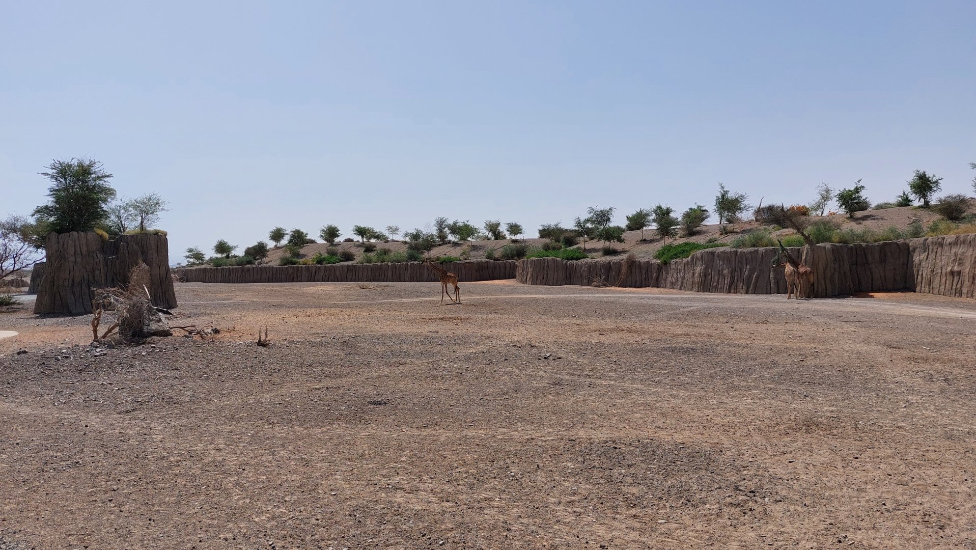 Moremi area (Giraffes)