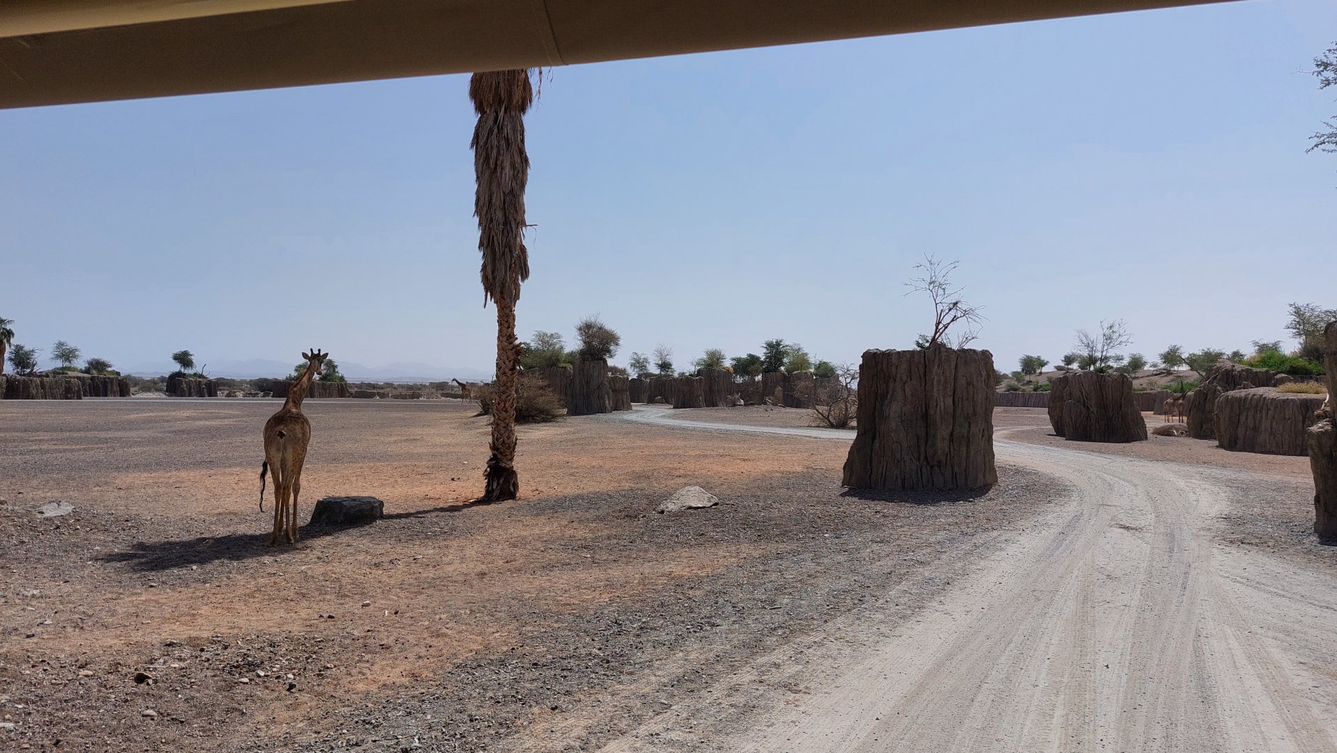 Moremi area (Giraffes)