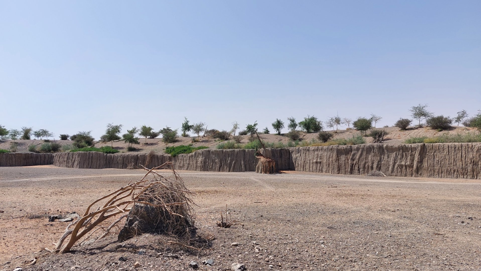 Moremi area (Giraffes)