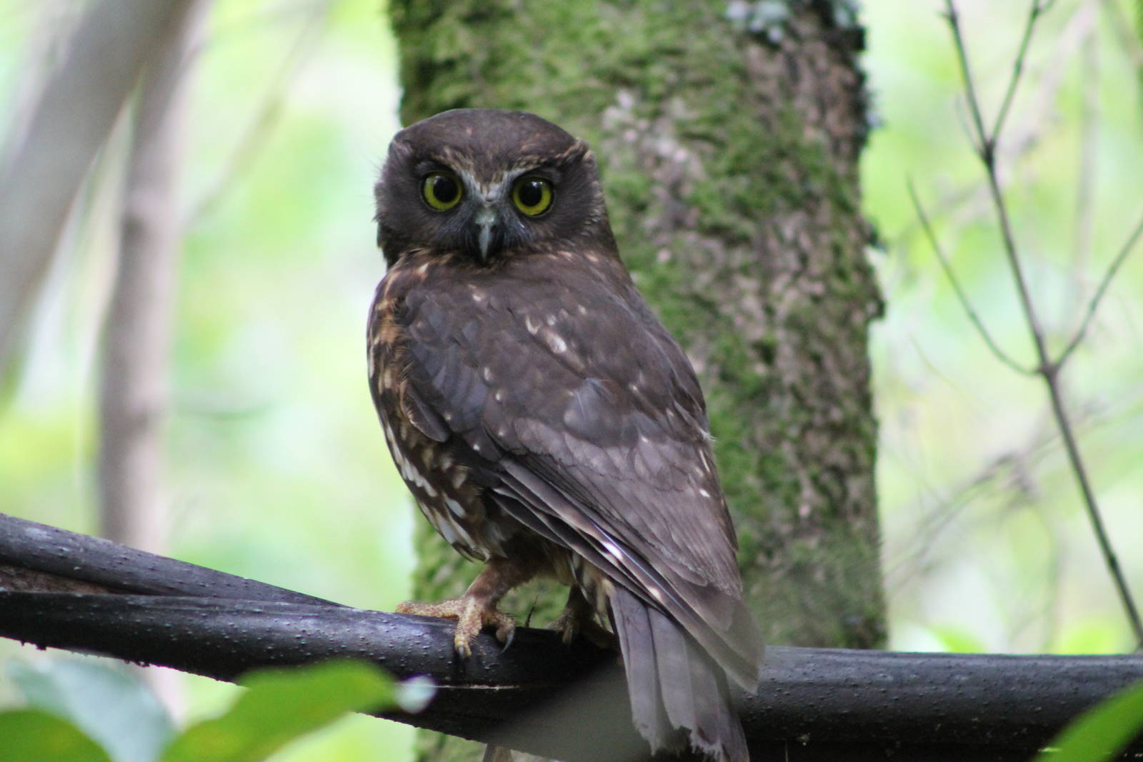 morepork (Ninox novaeseelandiae)