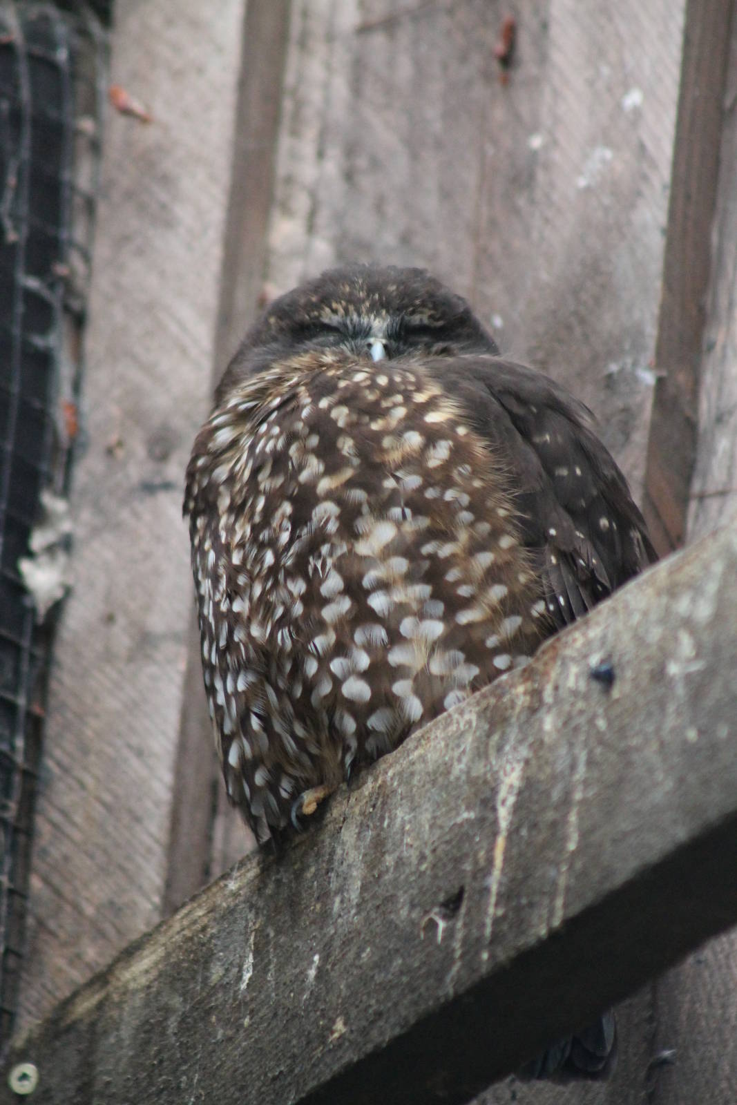 morepork (Ninox novaeseelandiae)