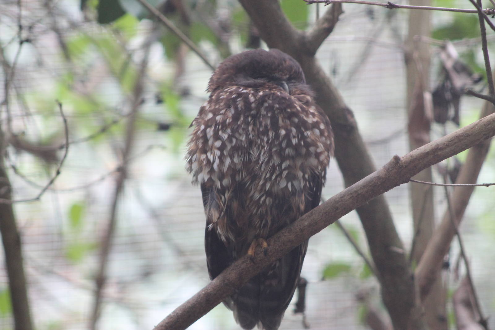 Morepork (Ninox novaeseelandiae)