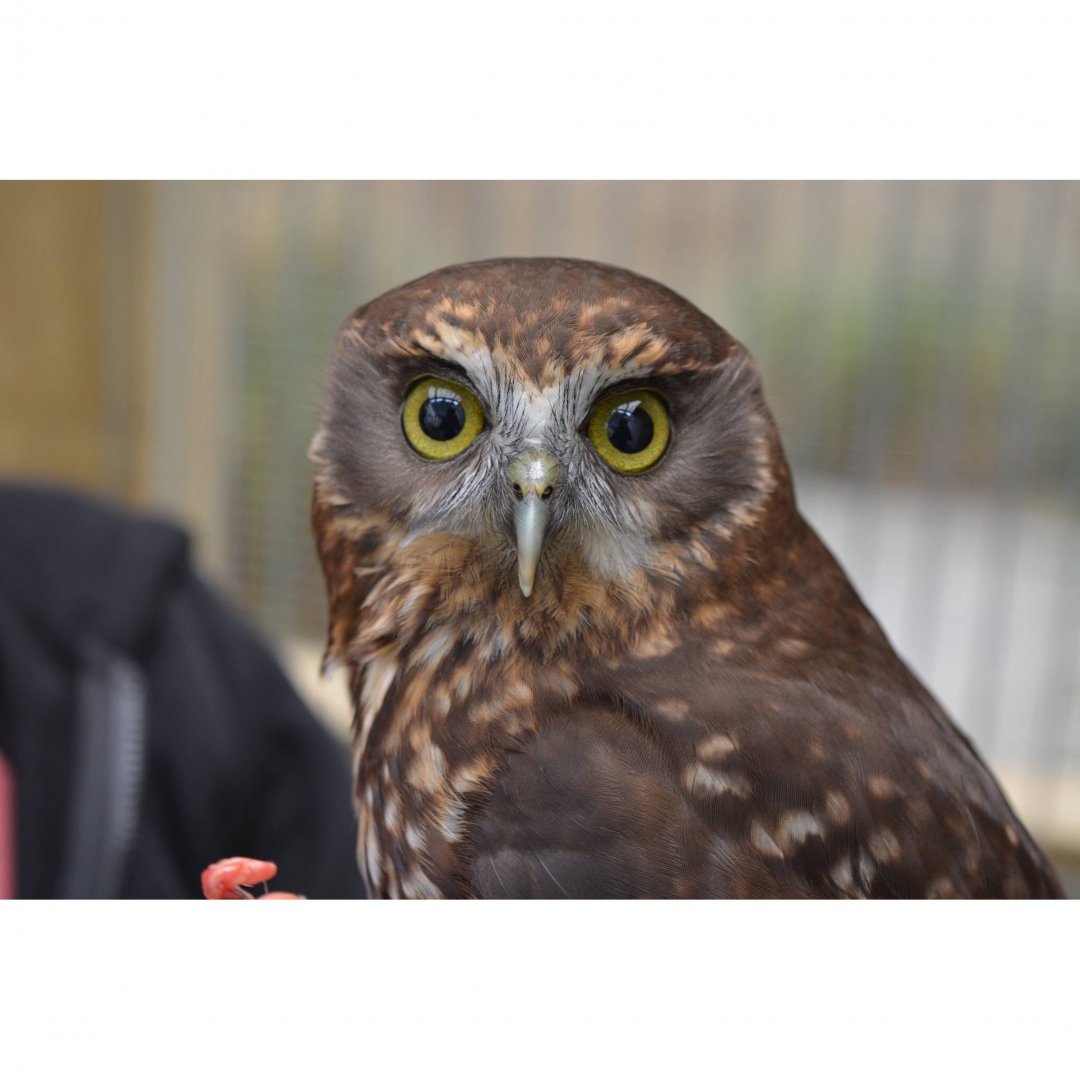 Morepork (Ninox novaeseelandiae)