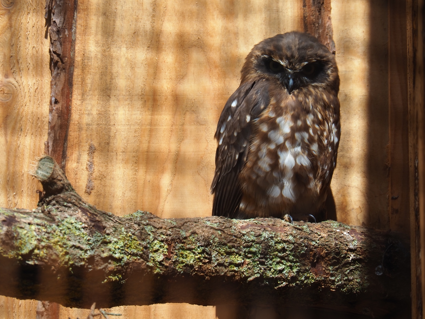 Morepork (Ninox novaeseelandiae)
