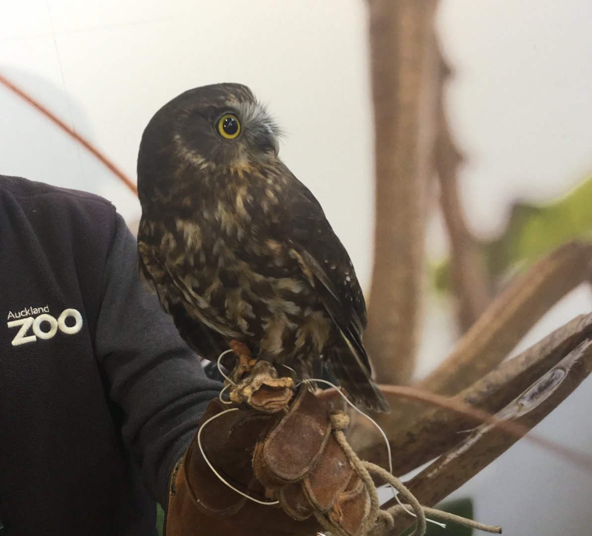 Morepork (Ninox novaeseelandiae)