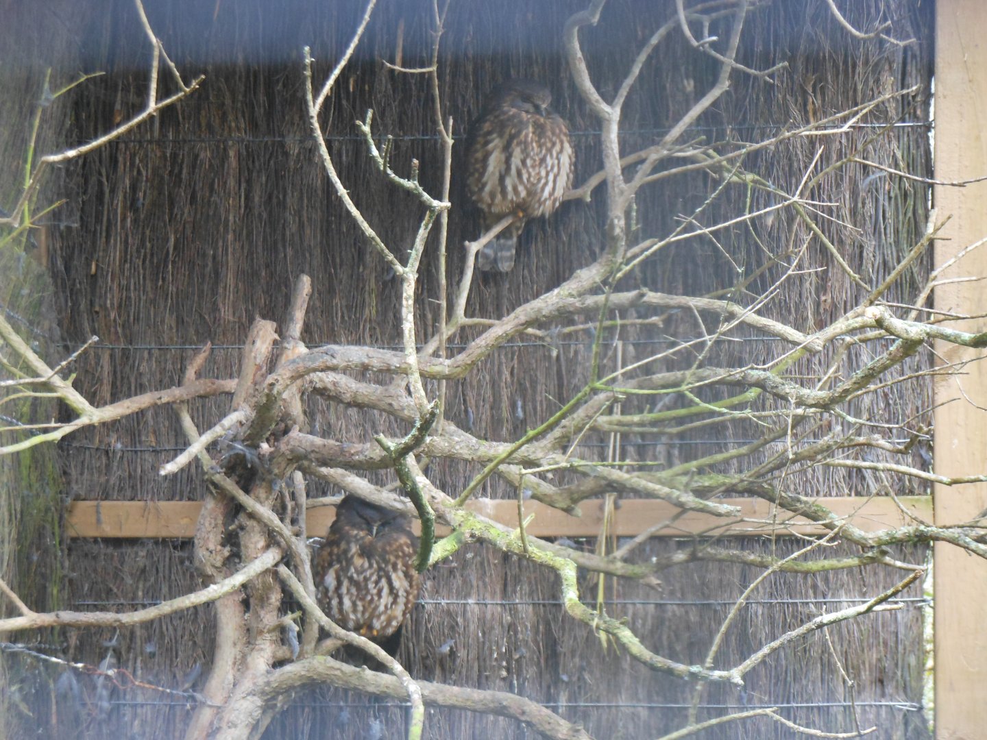 Morepork (Ninox novaseelandiae)