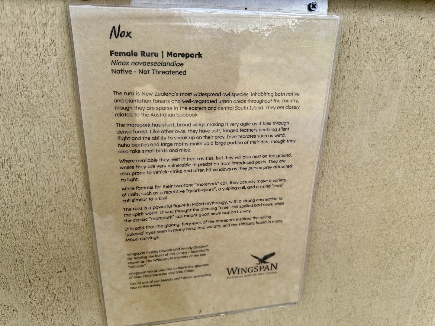 Morepork Profile (Nox)