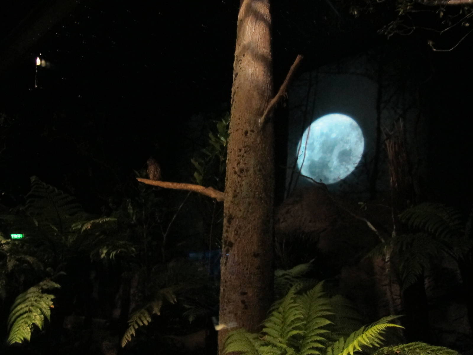 Morepork - Te Wao Nui, Auckland Zoo 2011