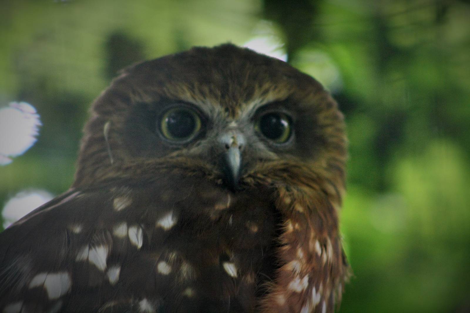 Morepork