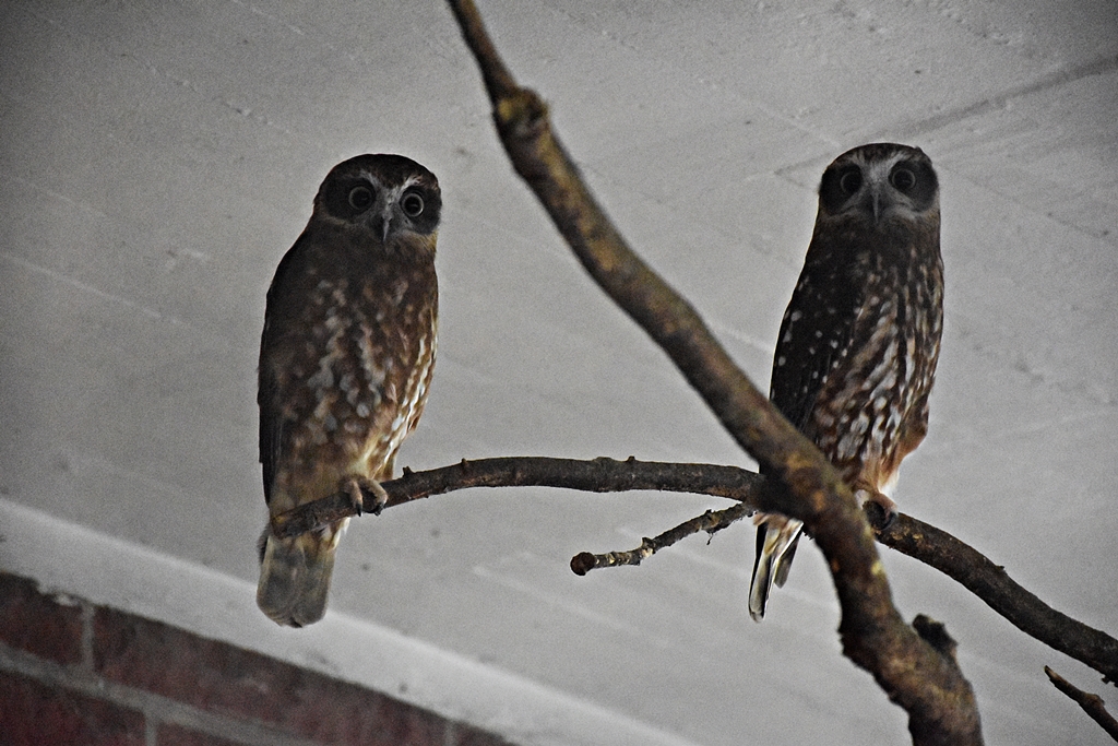 Morepork