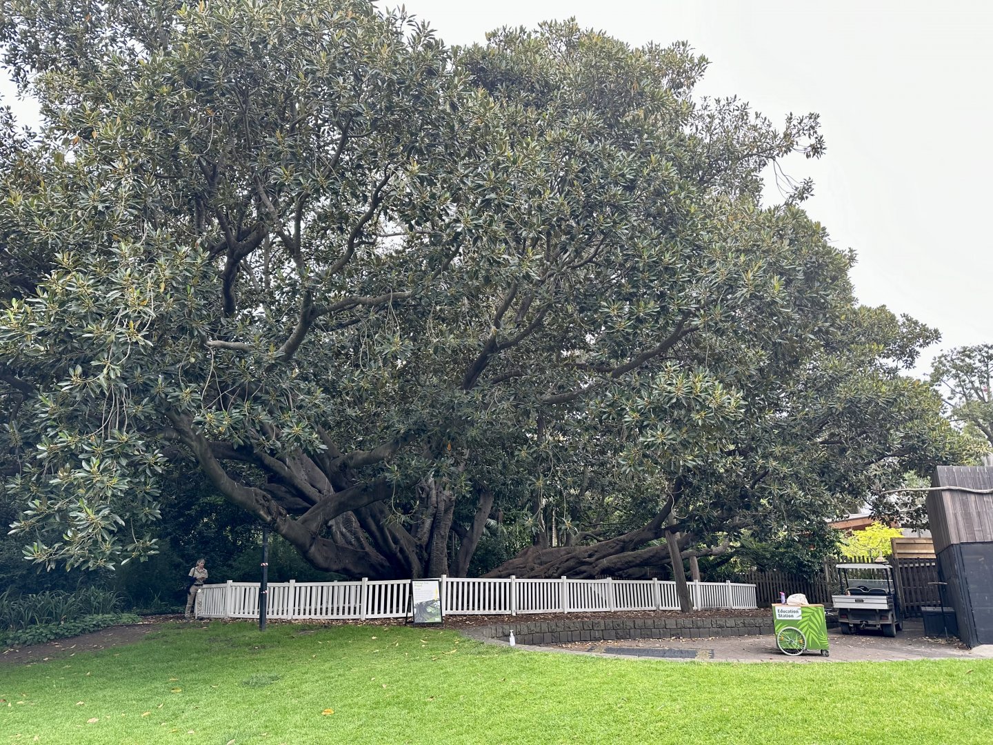 Moreton Bay fig tree (Ficus macrophylla)