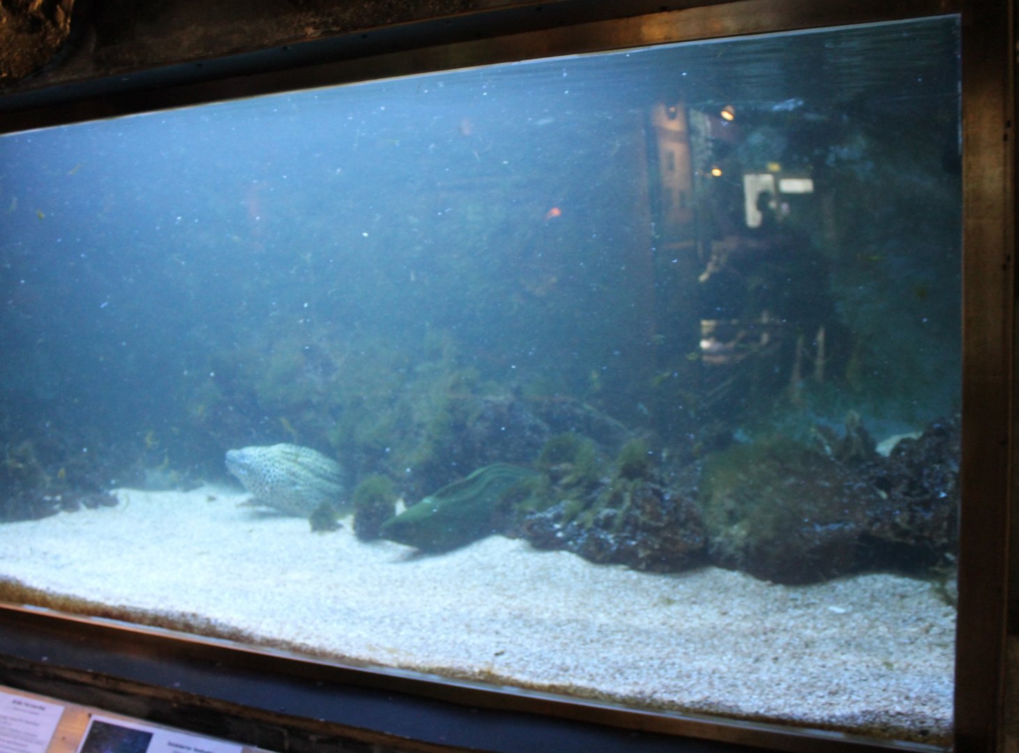 Morey eel-aquarium