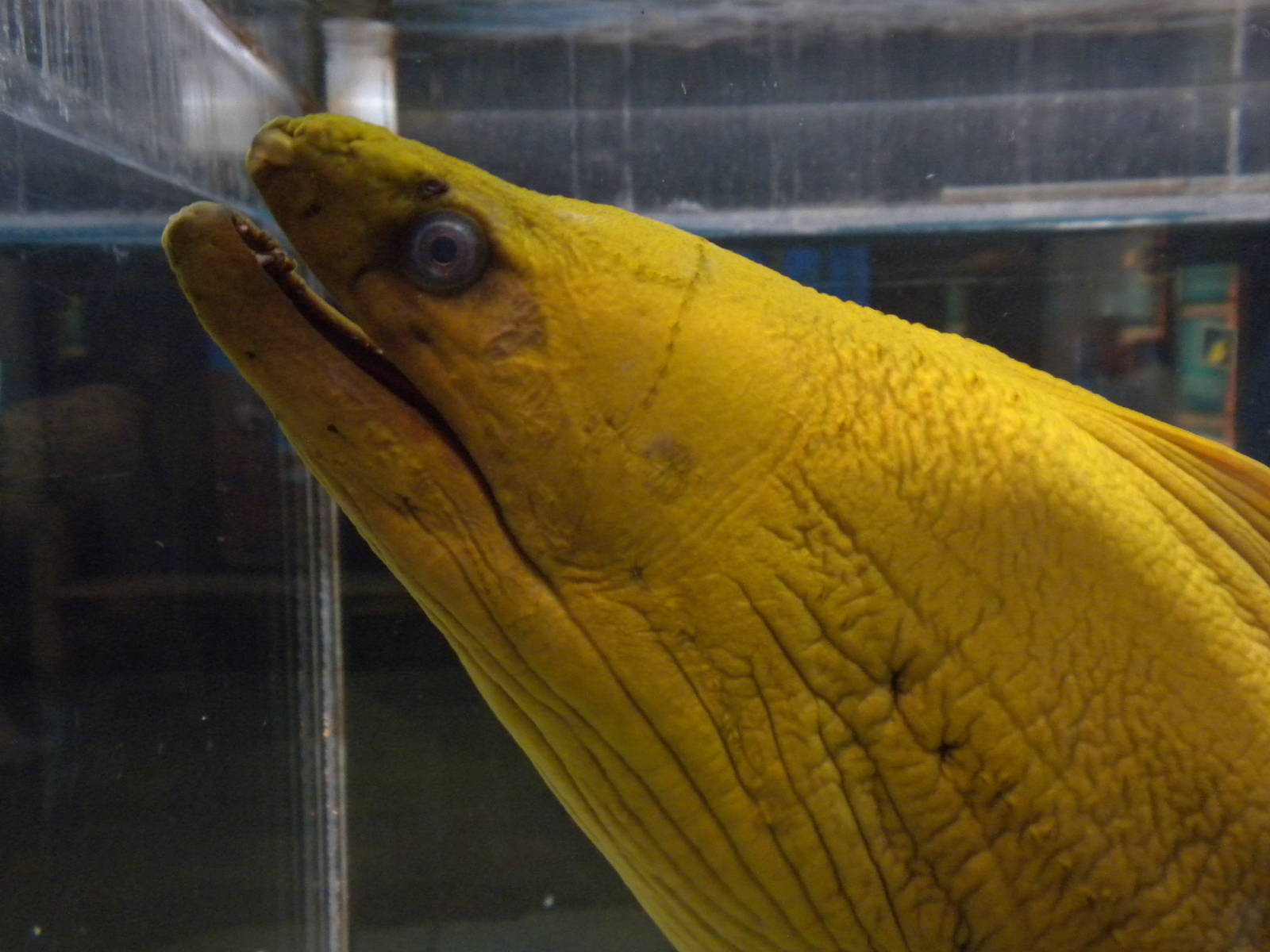 Morey Eel