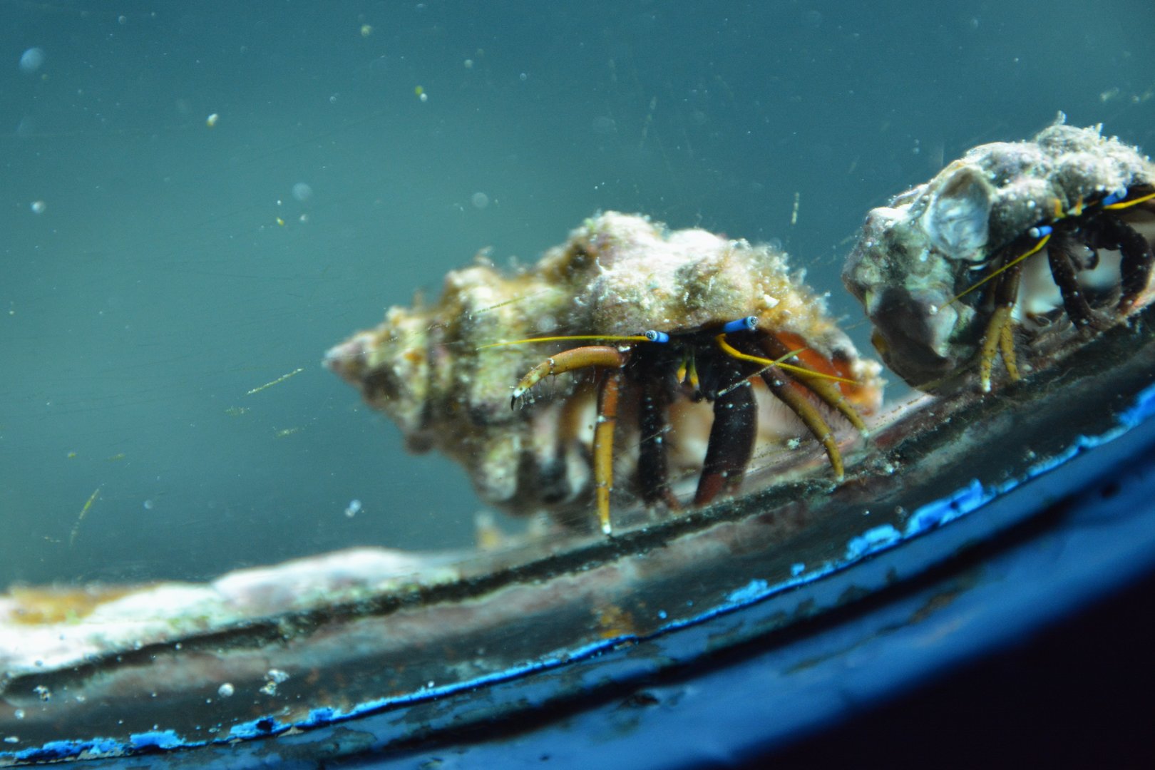Morgan's hermit crab (Calcinus morgani)