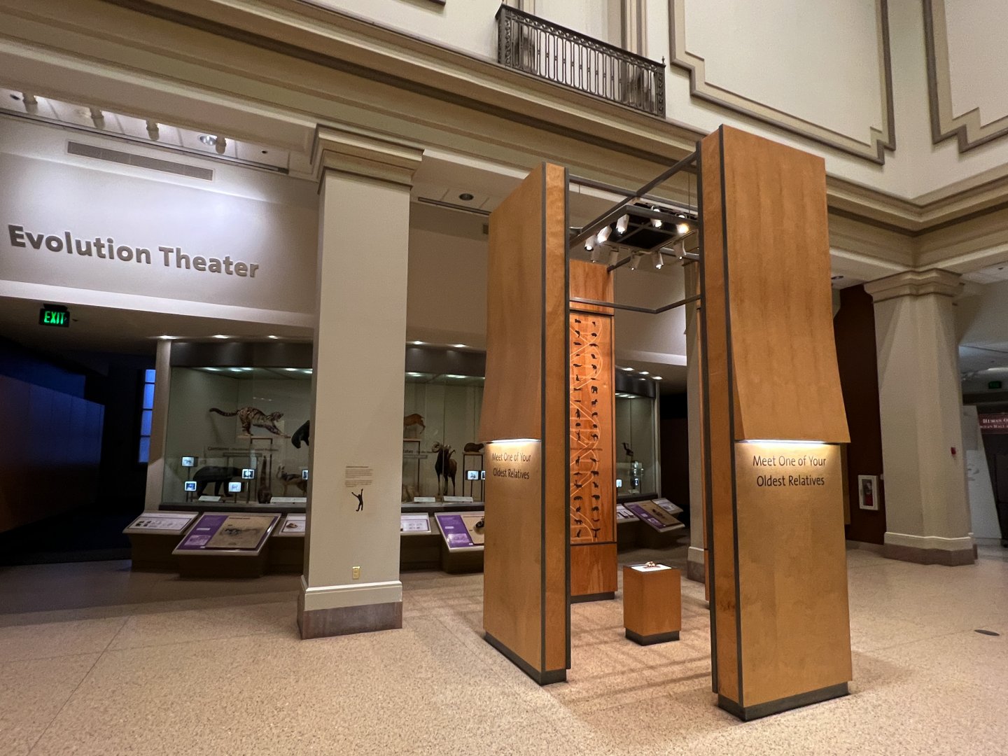 Morganucodon Display Area