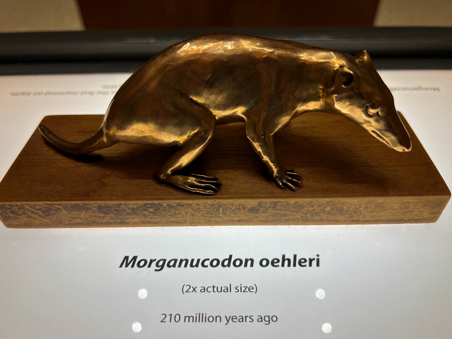 Morganucodon Sculpture
