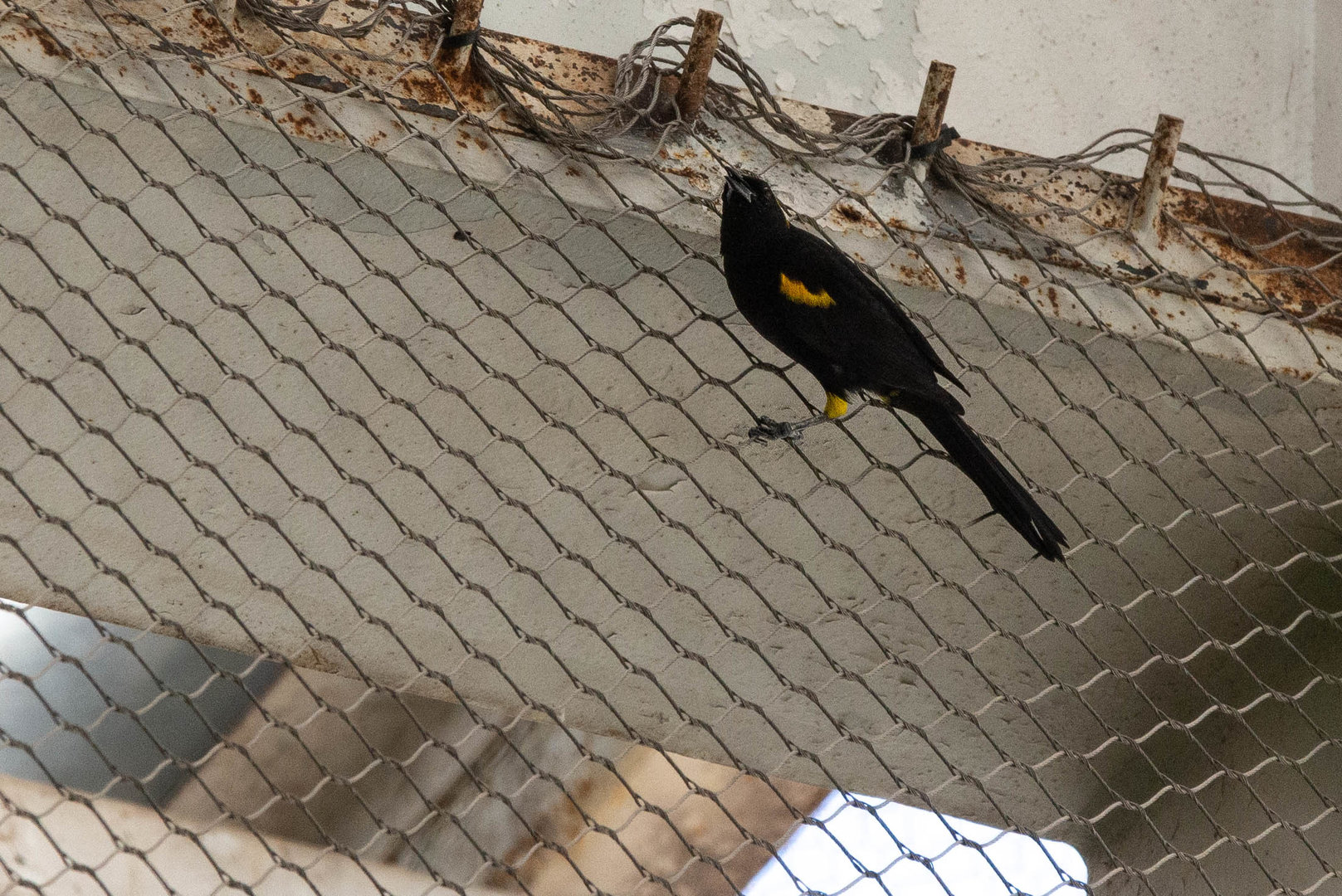 Moriche Oriole- Icterus cayanensis chrysocephalus