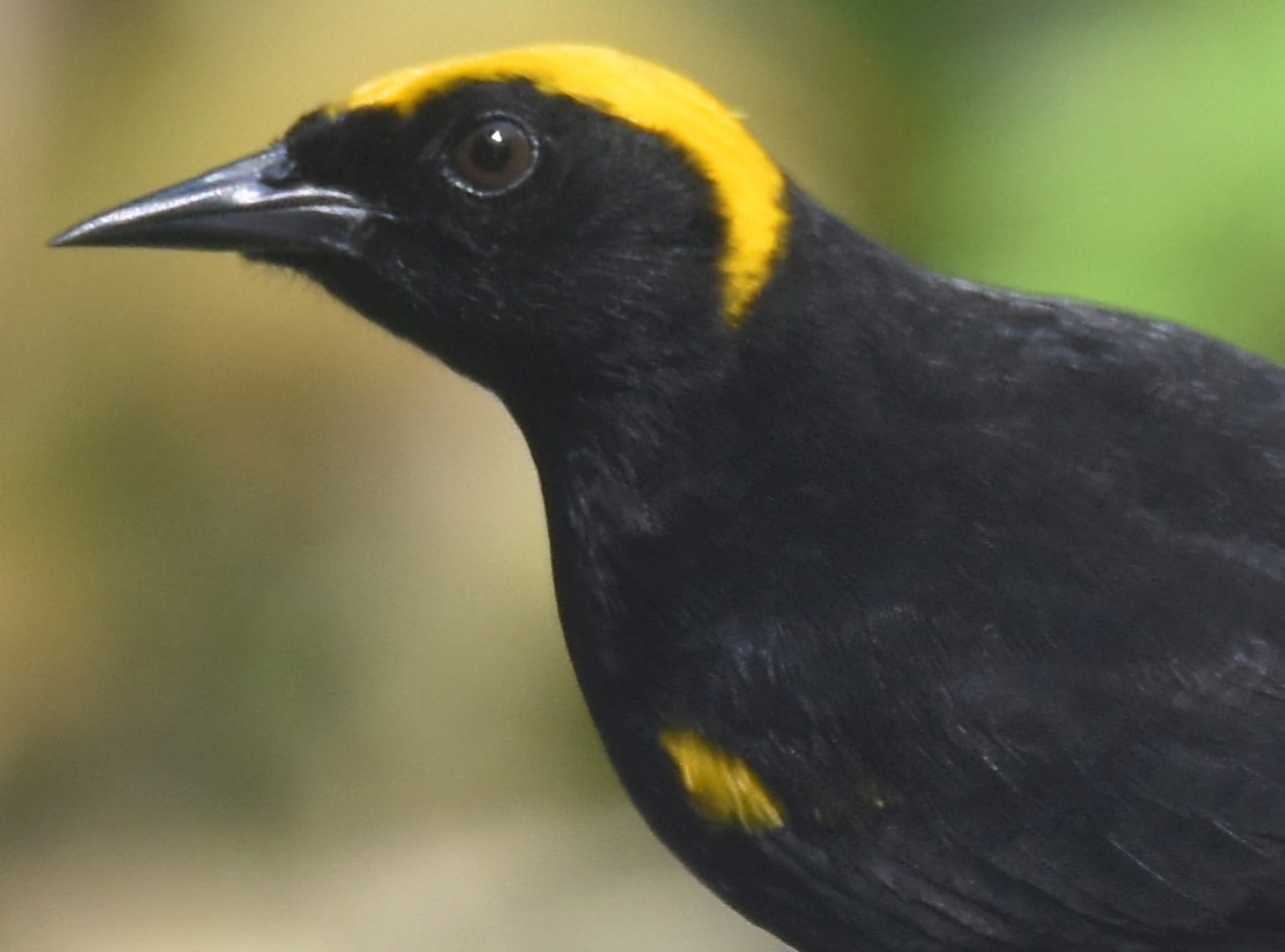 Moriche Oriole (Icterus cayanensis chrysocephalus)