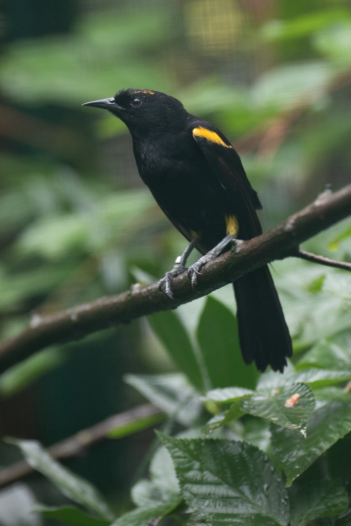 Moriche oriole (Icterus chrysocephalus)