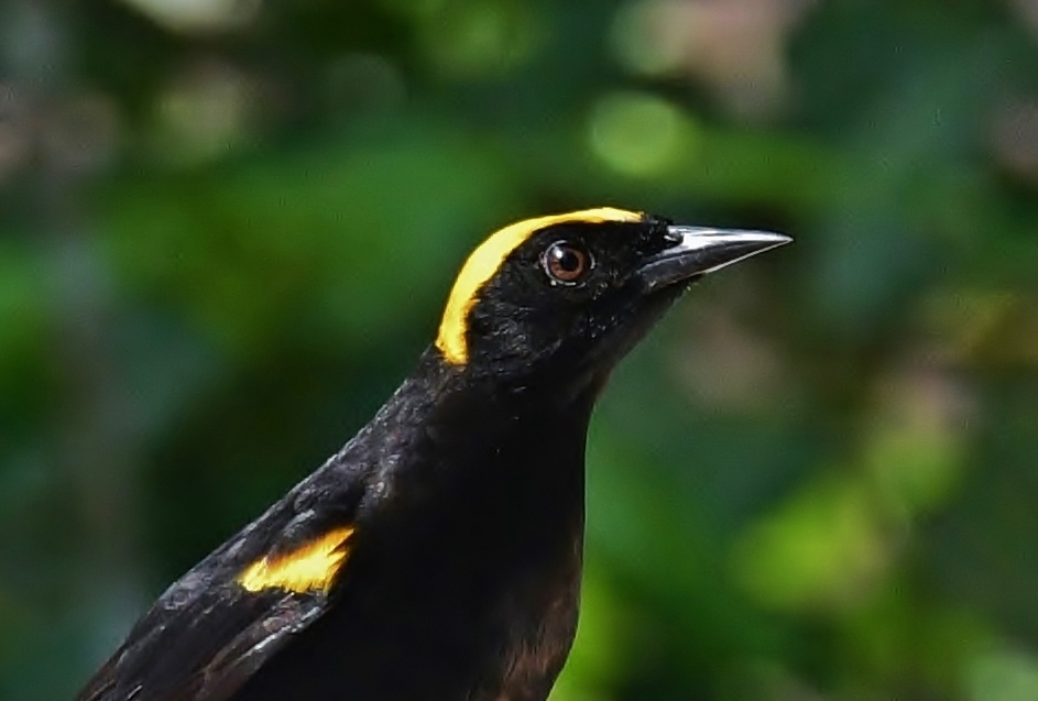 Moriche Oriole (Icterus chrysocephalus)