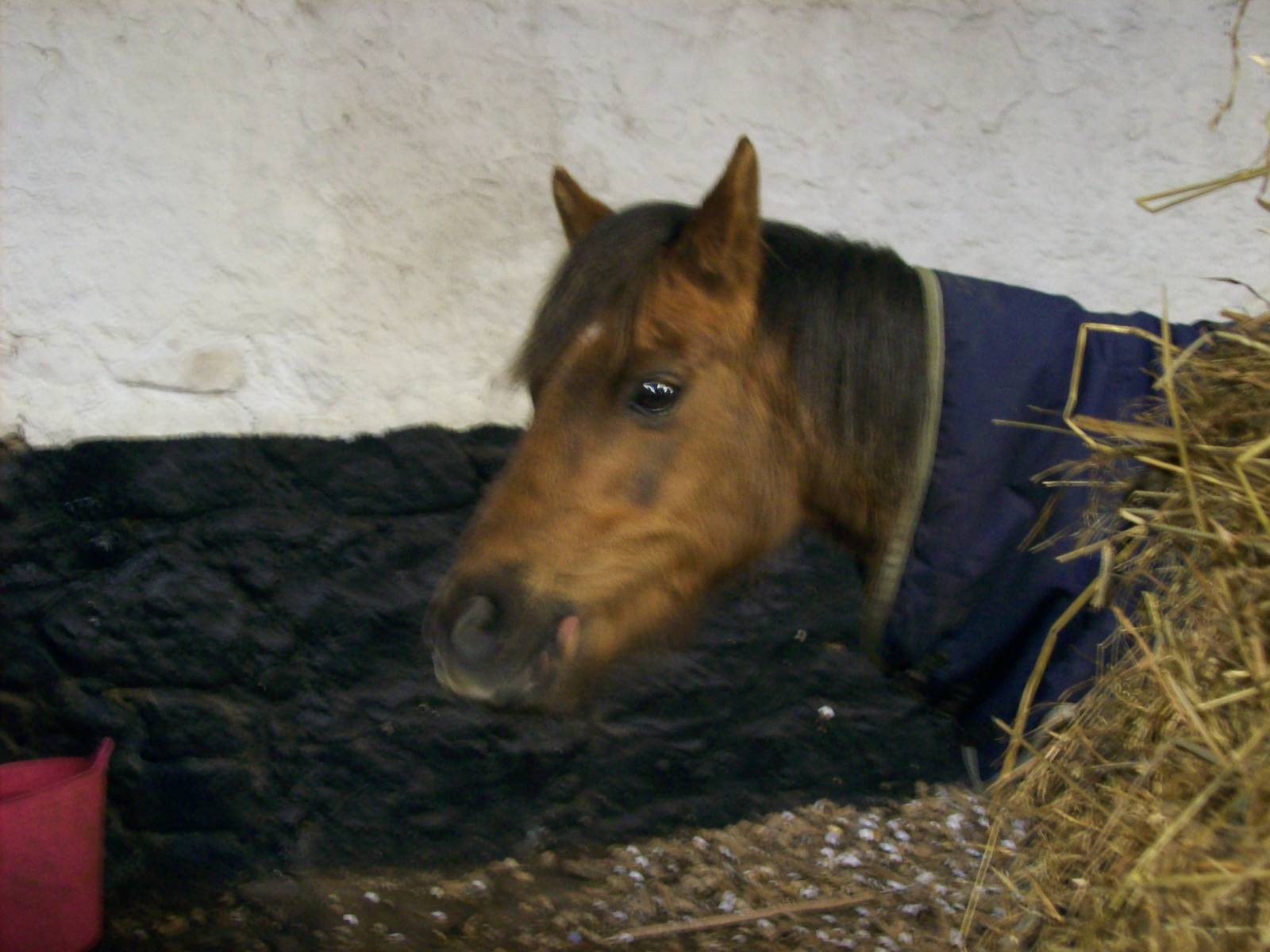 Moris the rescued horse at willows wildlife sanctuary
