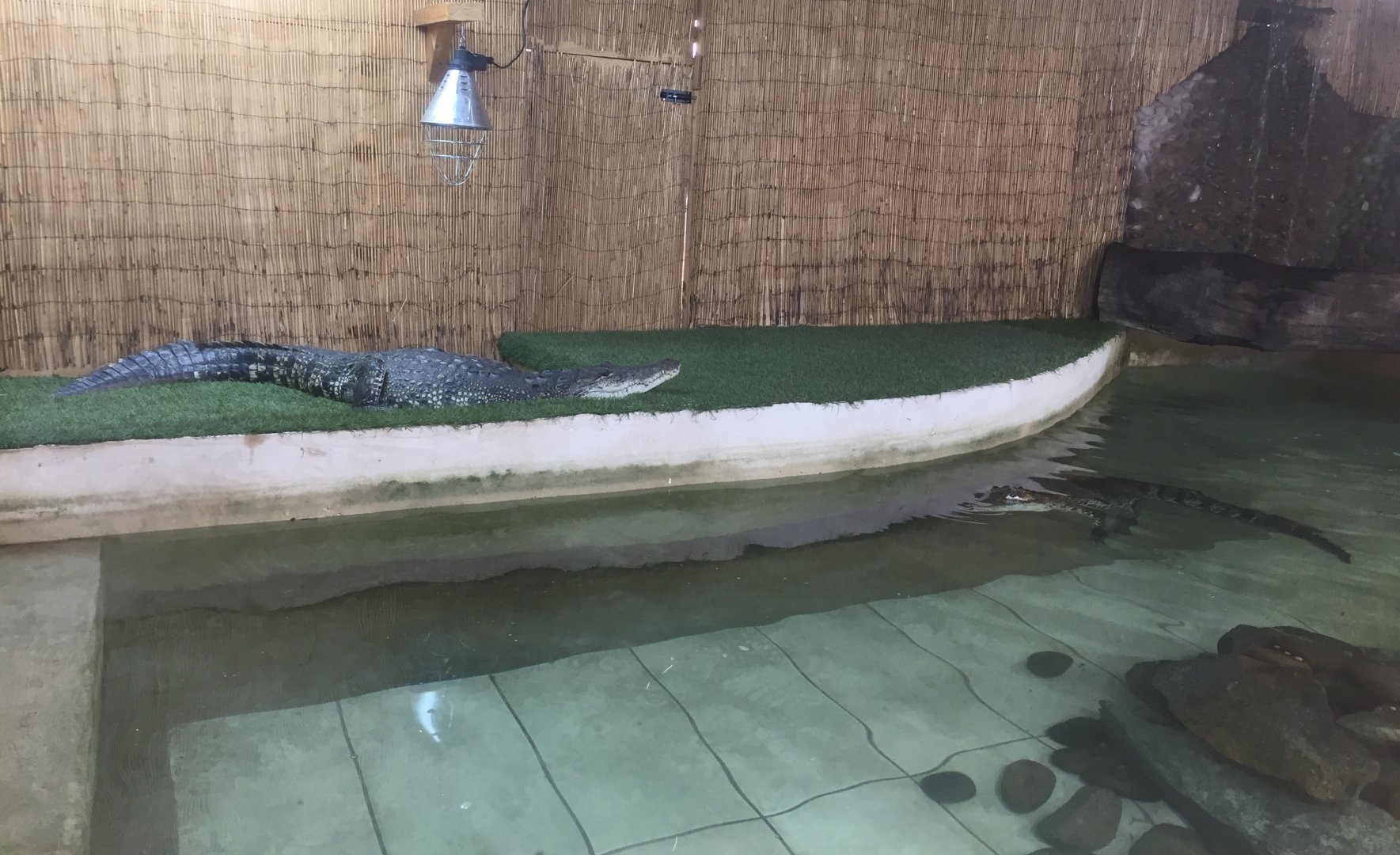 Morlets crocodile enclosure
