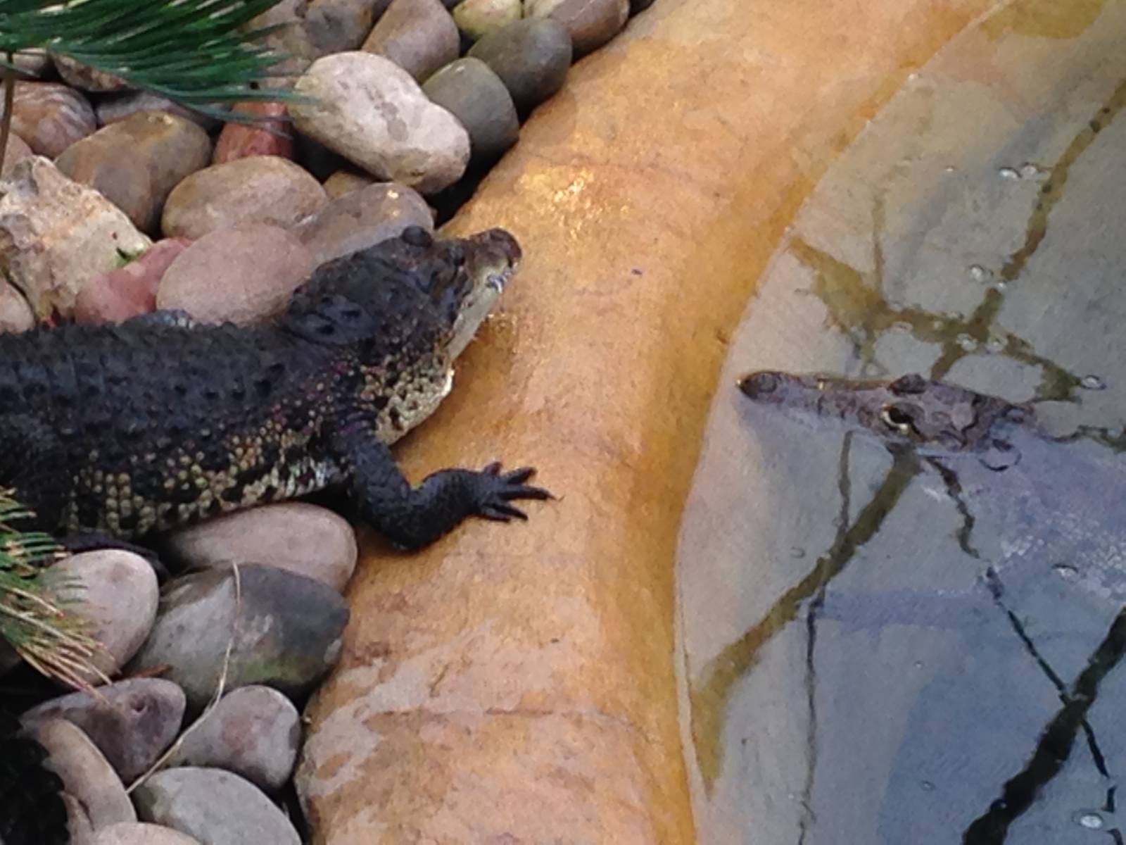 Morlets Crocodiles at Tropical World - 02/10/2013