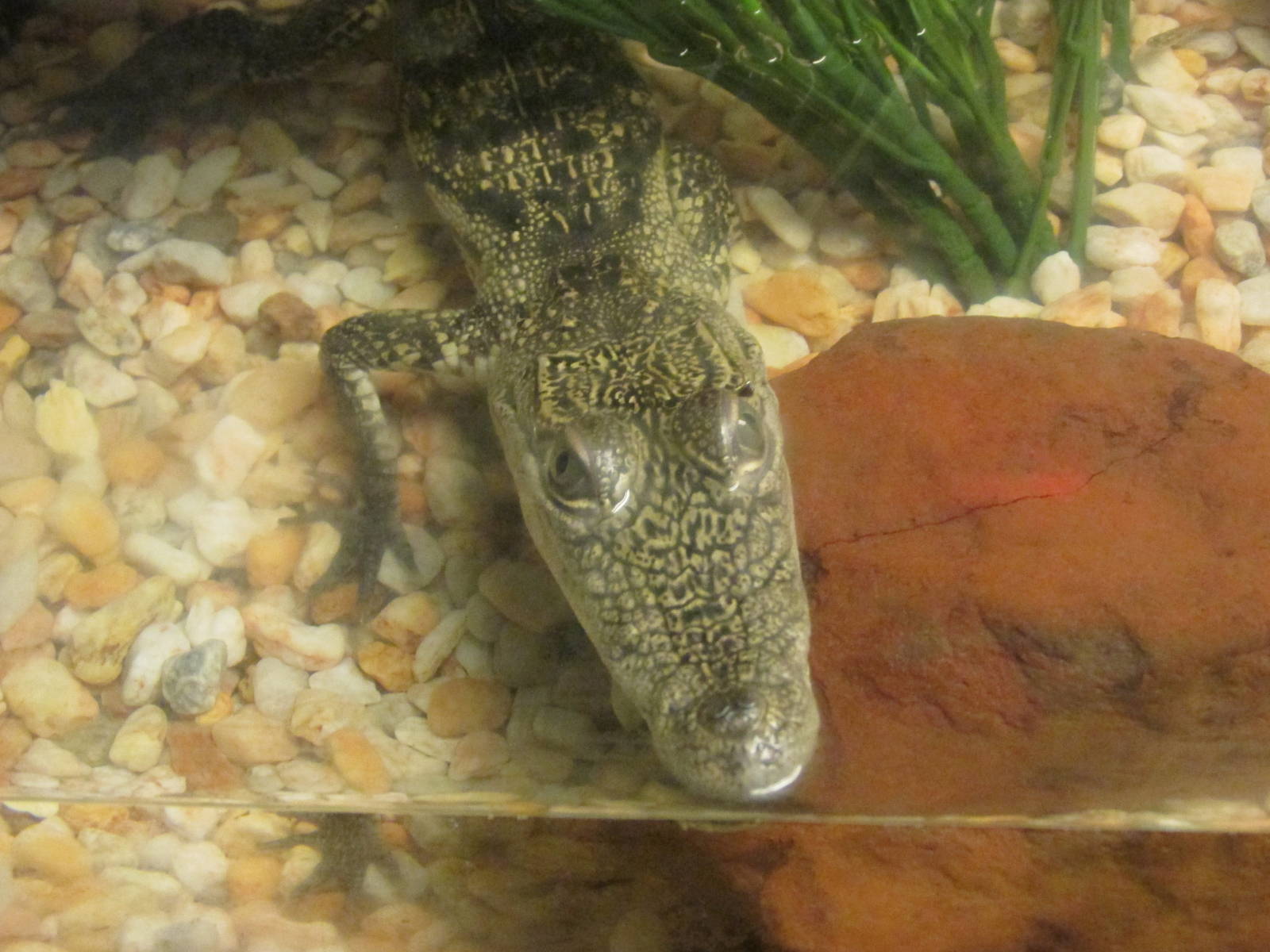 morlett`s crocodile juvenile chapultepec zoo