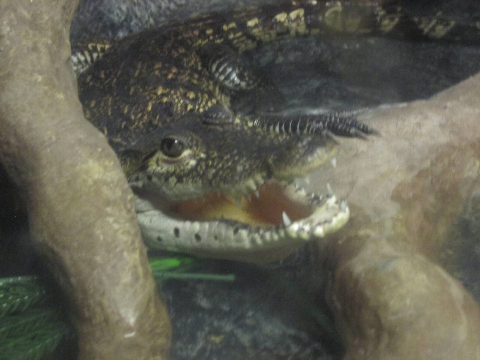 morlett?s crocodile juvenile chapultepec zoo