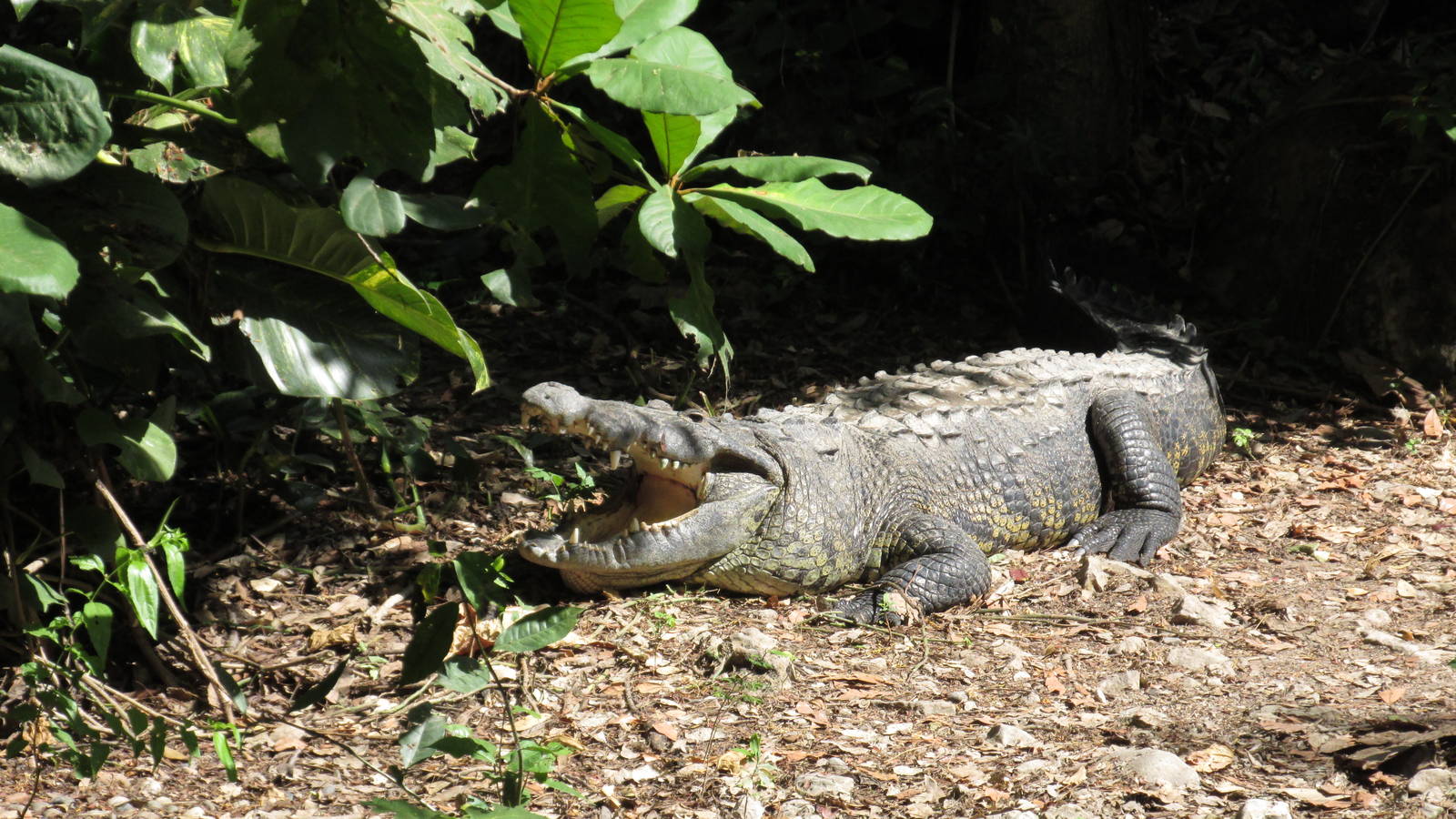 morlett`s crocodile zoomat