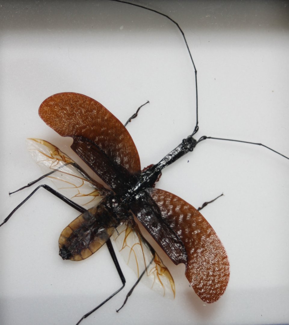 Mormolyce phylloides.