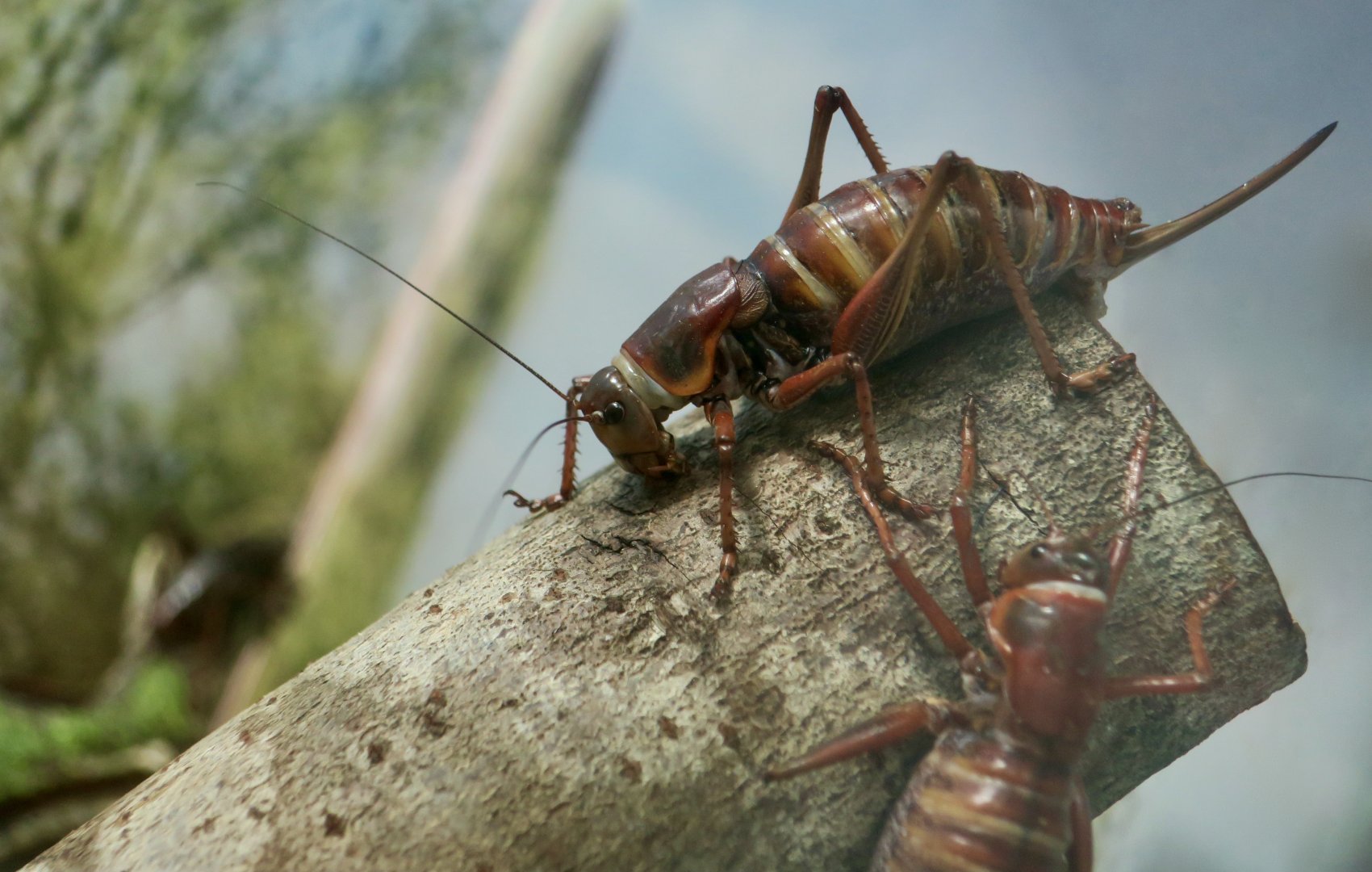Mormon Cricket (Anabrus simplex)