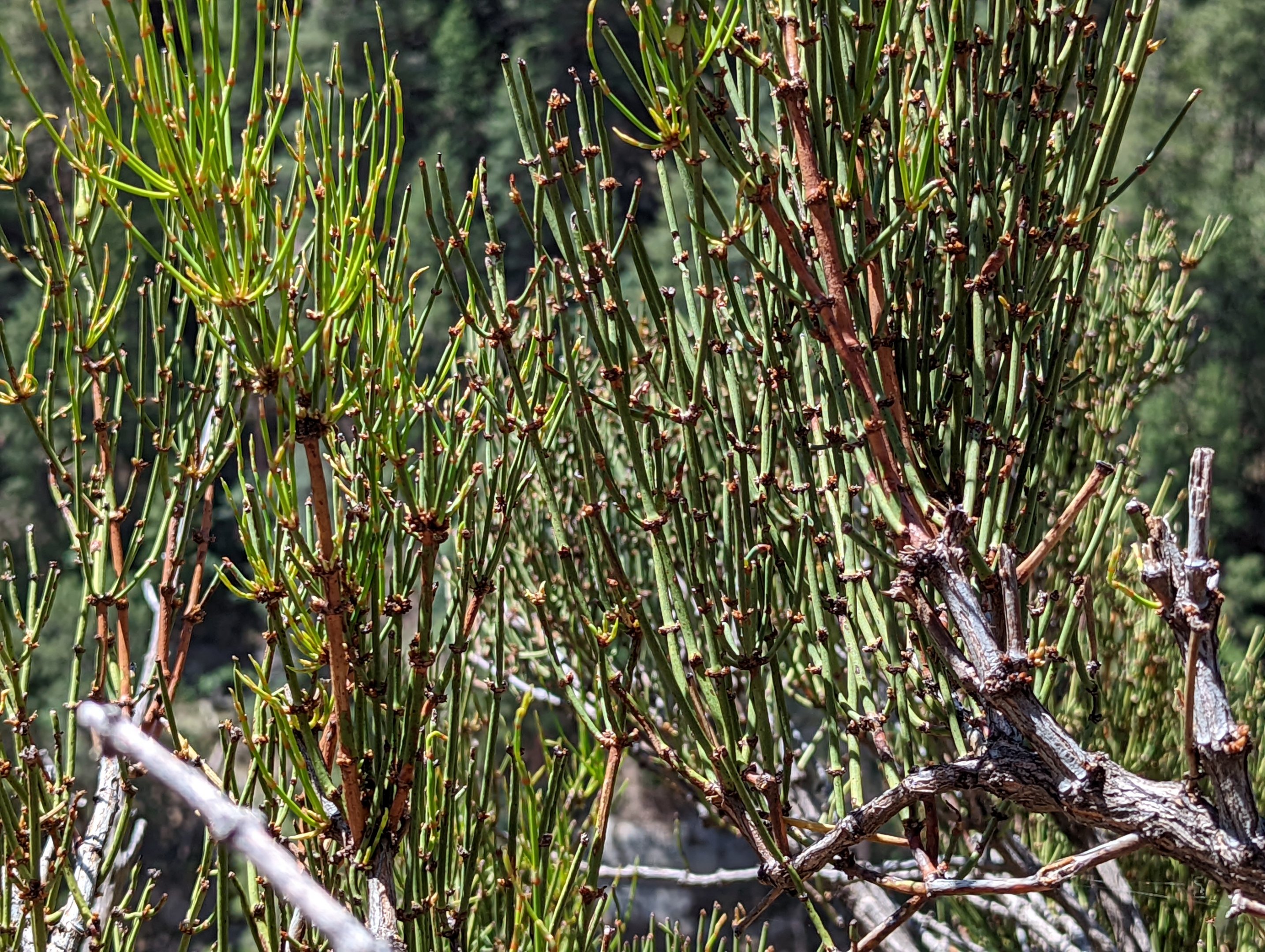 Mormon tea (Ephedra viridis)