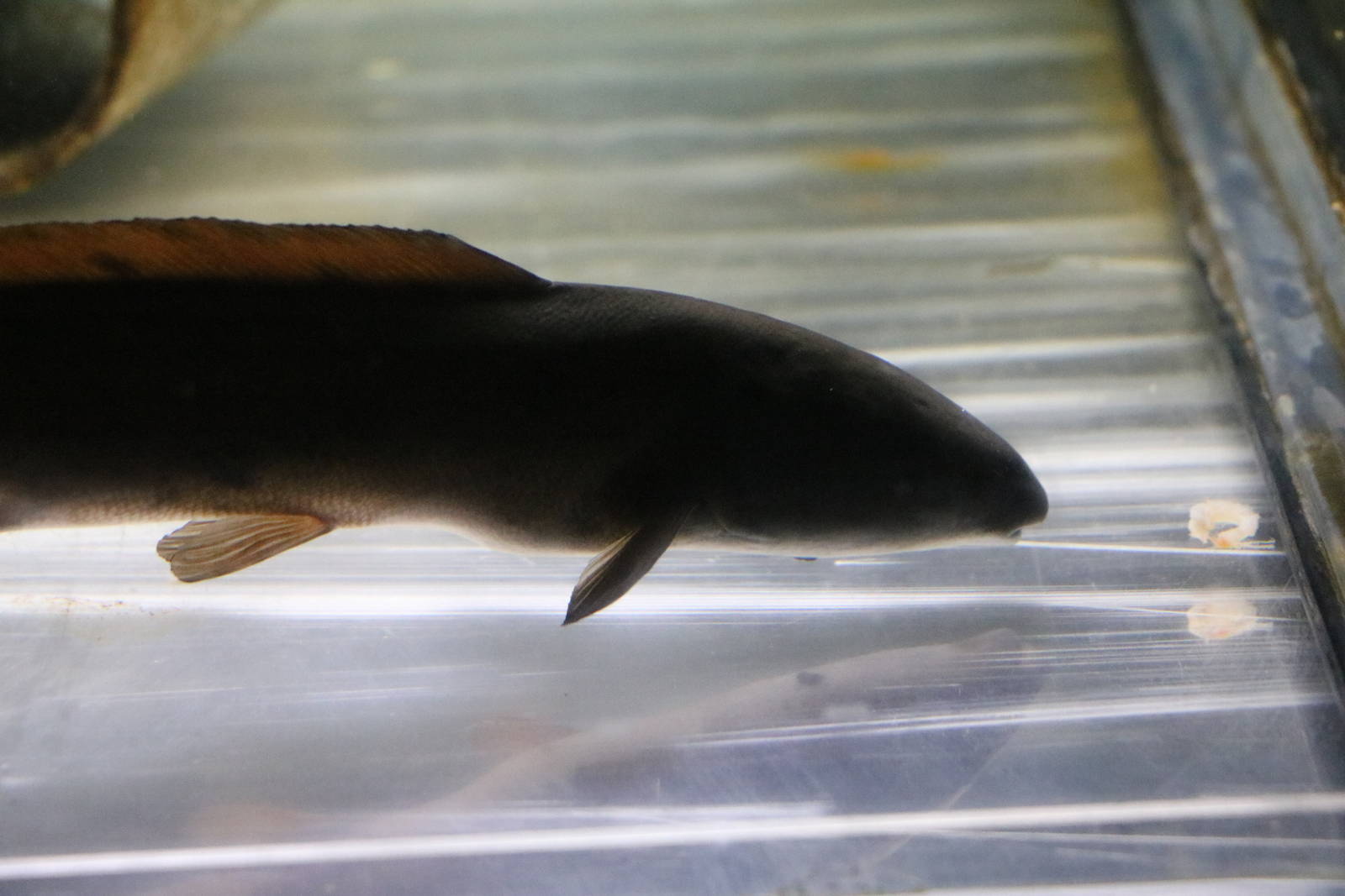 Mormyrid ID - Tokyo Tower Aquarium, February 2016