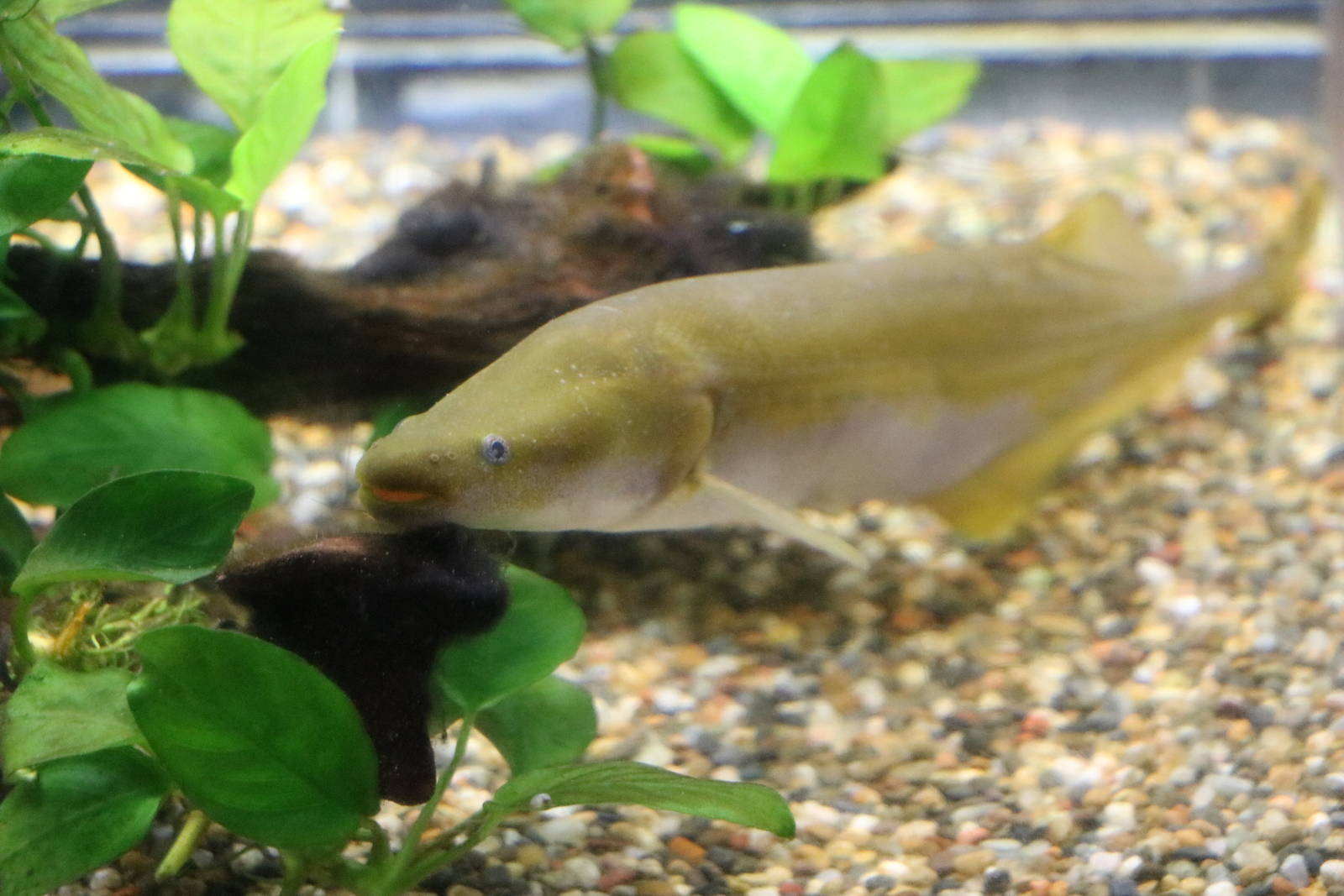 Mormyrops engystoma- Tokyo Tower Aquarium, February 2016