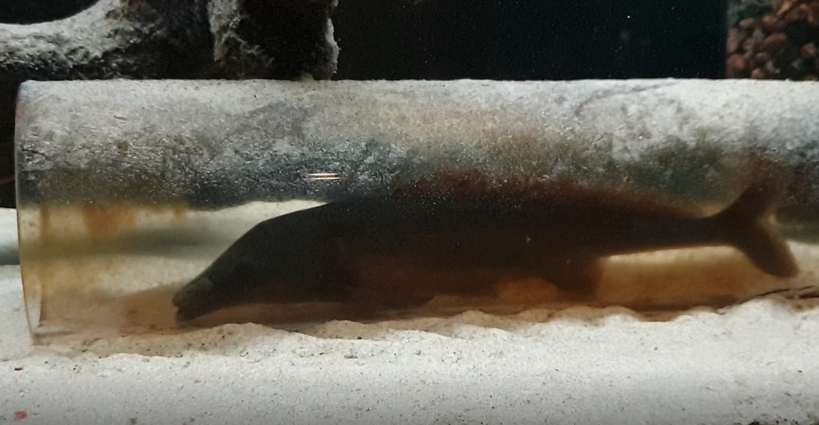 Mormyrus rume hidding in a glass-tube