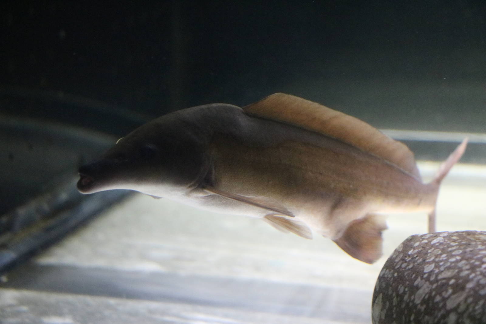 Mormyrus sp.- Tokyo Tower Aquarium, February 2016