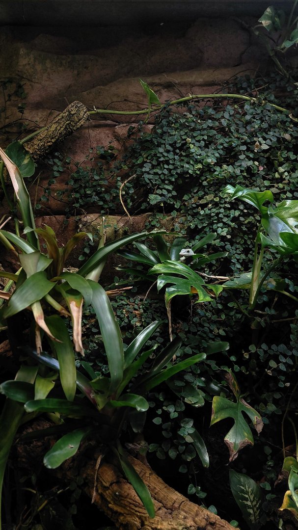 Morne Constant anole