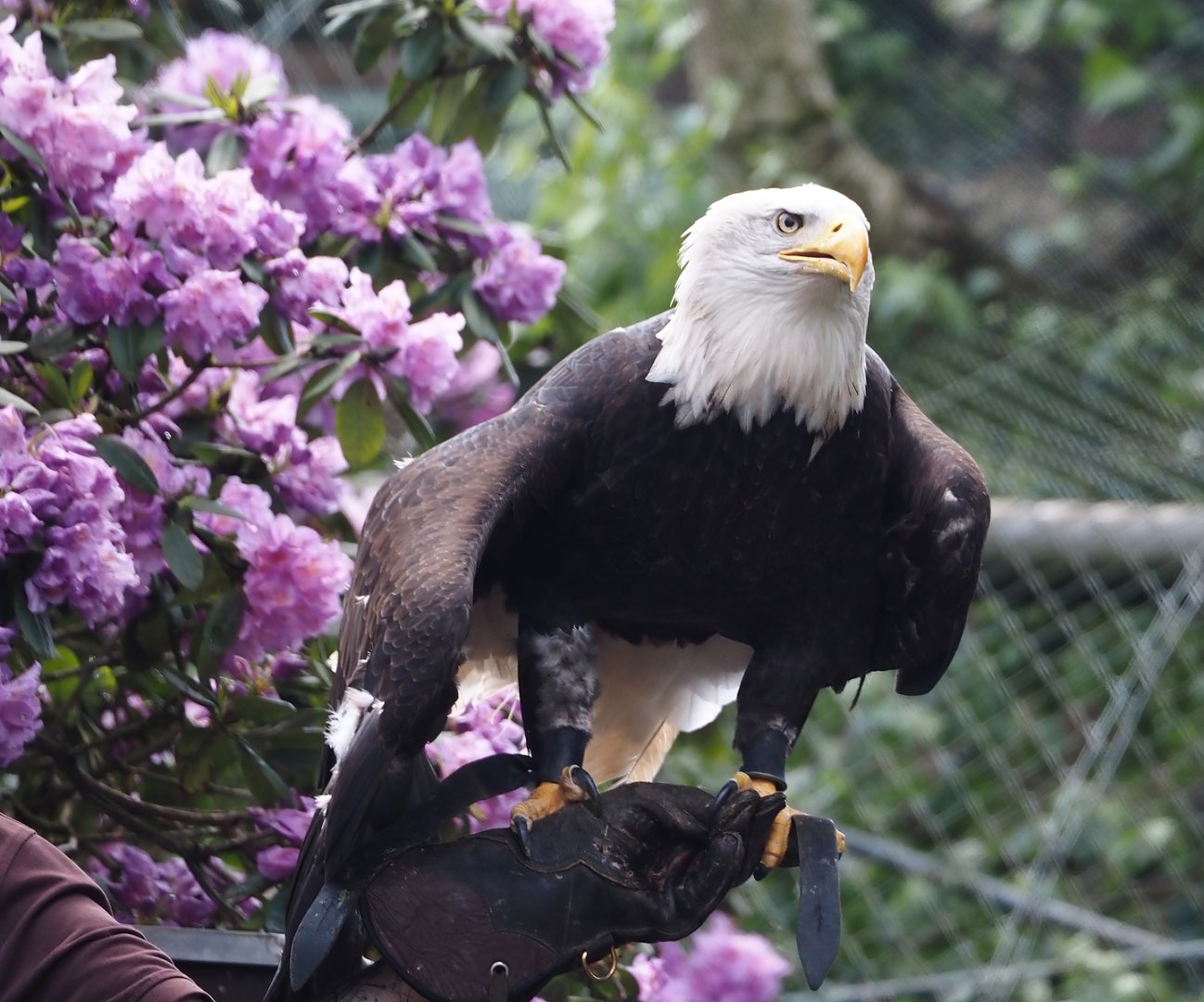 Morning bird show - Bald eagle (Haliaeetus leucocephalus), 2024-05-23