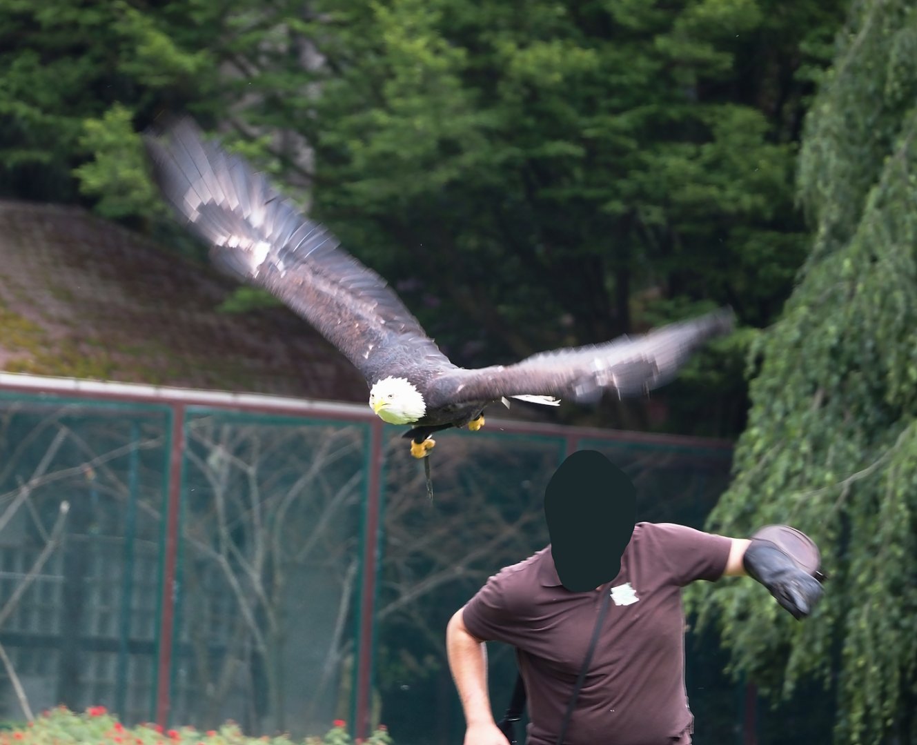 Morning bird show - Bald eagle (Haliaeetus leucocephalus), 2024-05-23